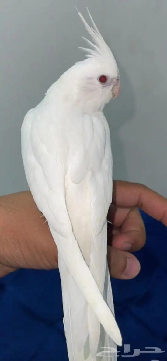 كروان البينو اليف هدد 0