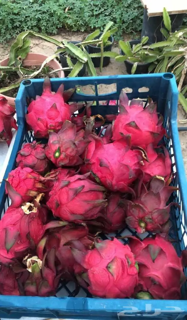 شتلات وعقل فاكهة التنين للبيع 0