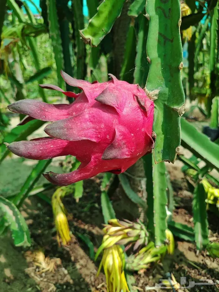 شتلات وعقل فاكهة التنين للبيع 2