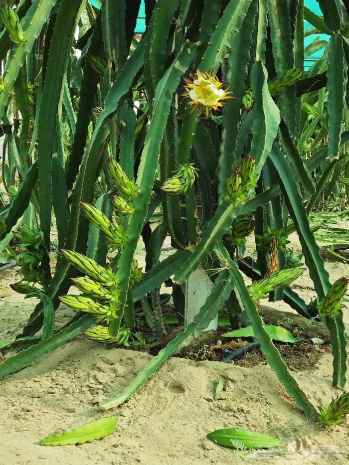 شتلات وعقل فاكهة التنين للبيع 3