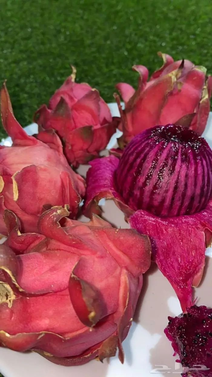 شتلات وعقل فاكهة التنين للبيع 1