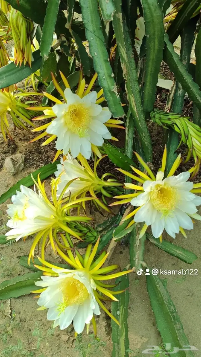 شتلات وعقل فاكهة التنين للبيع 4