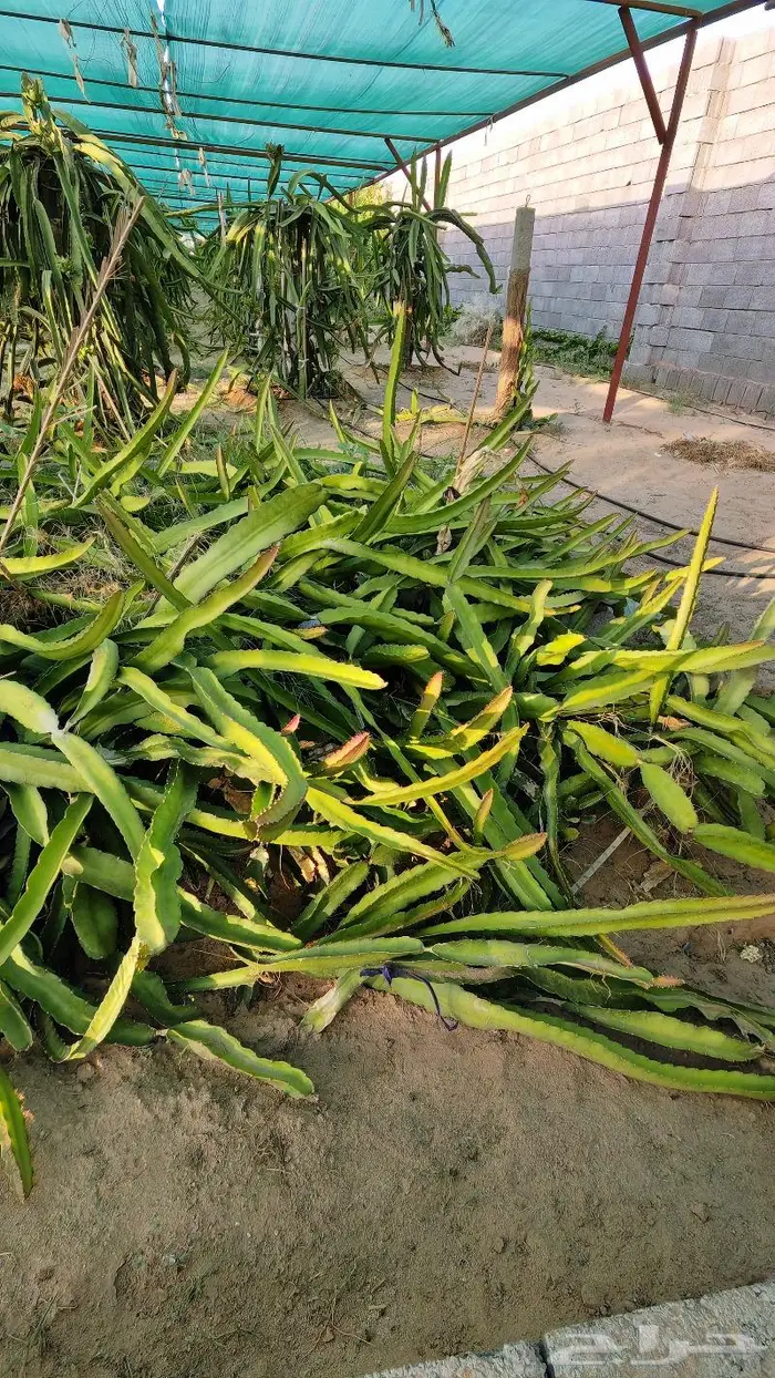 شتلات وعقل فاكهة التنين للبيع 6