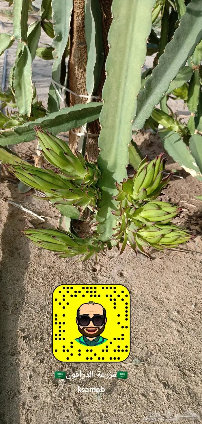 شتلات وعقل فاكهة التنين للبيع 5