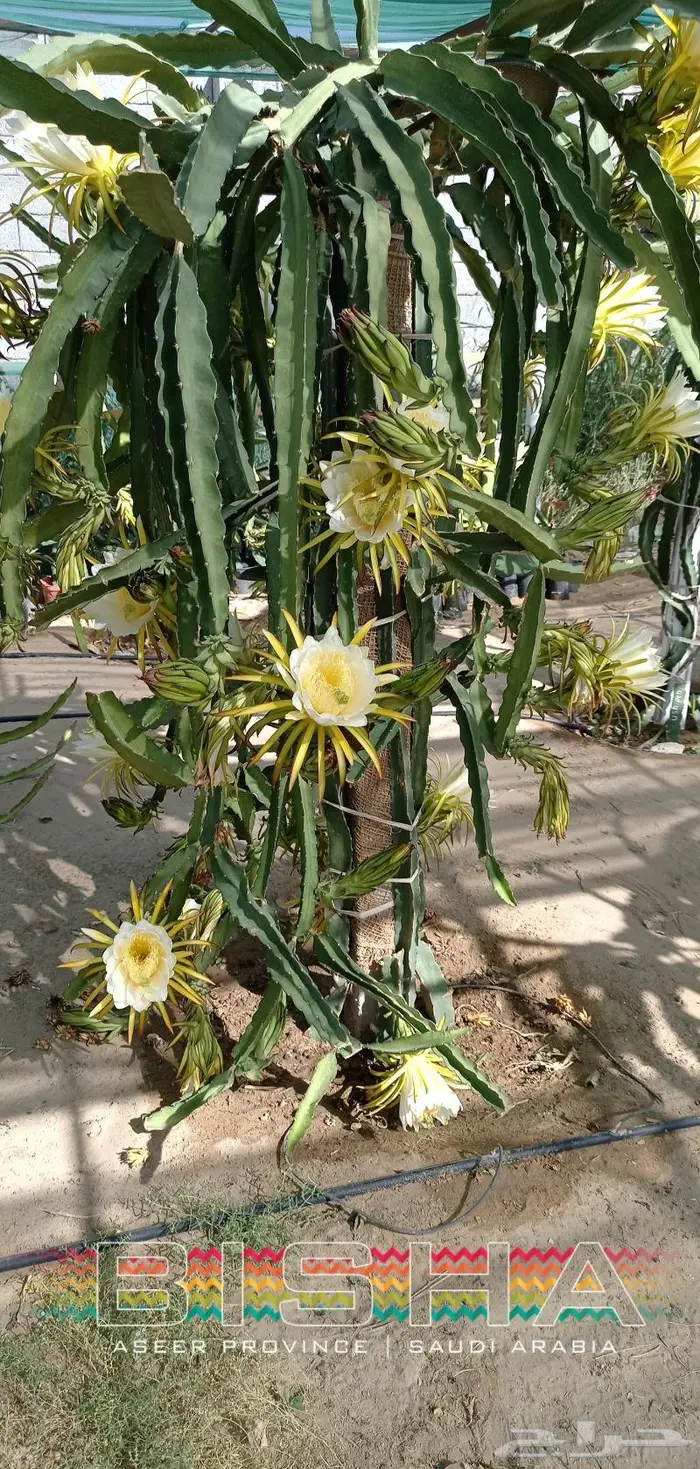 شتلات وعقل فاكهة التنين للبيع 7