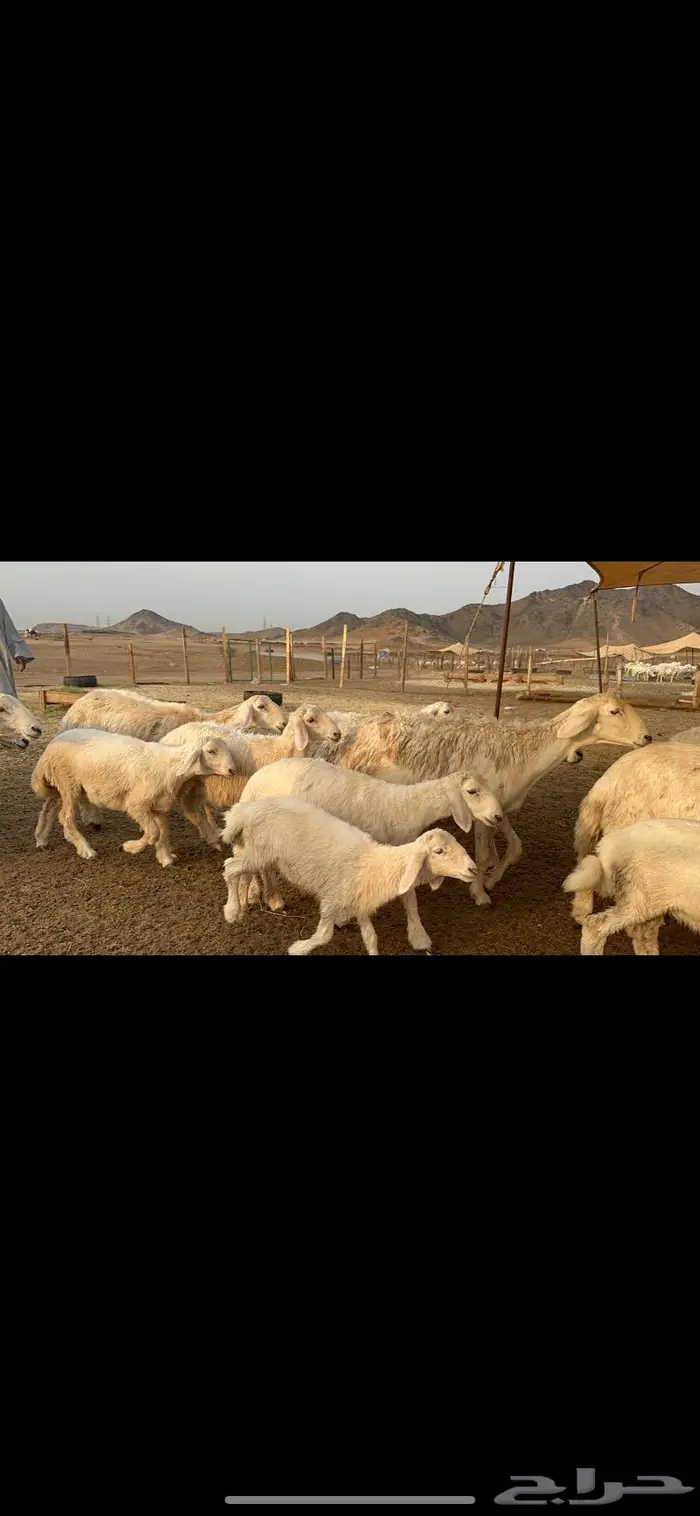 غنم خلفات صنف طيب 0