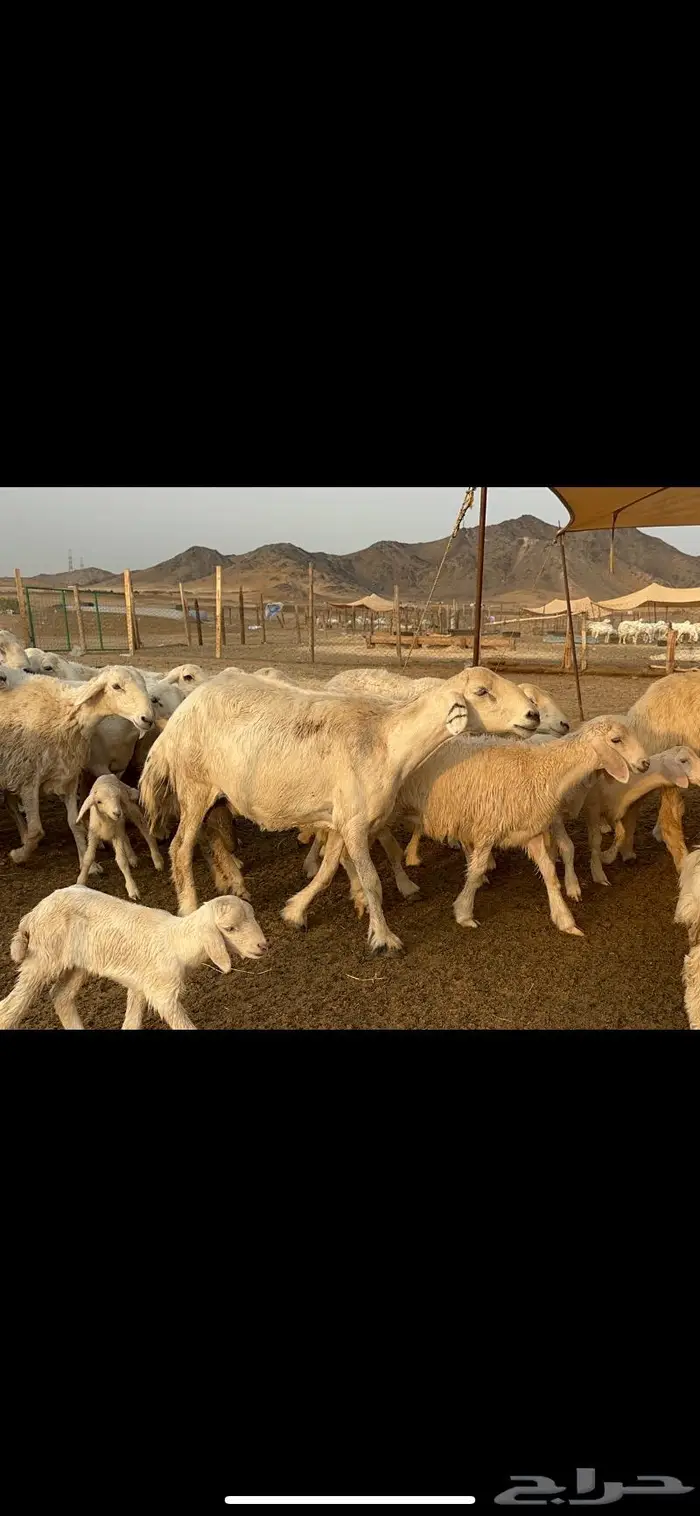 غنم خلفات صنف طيب 4
