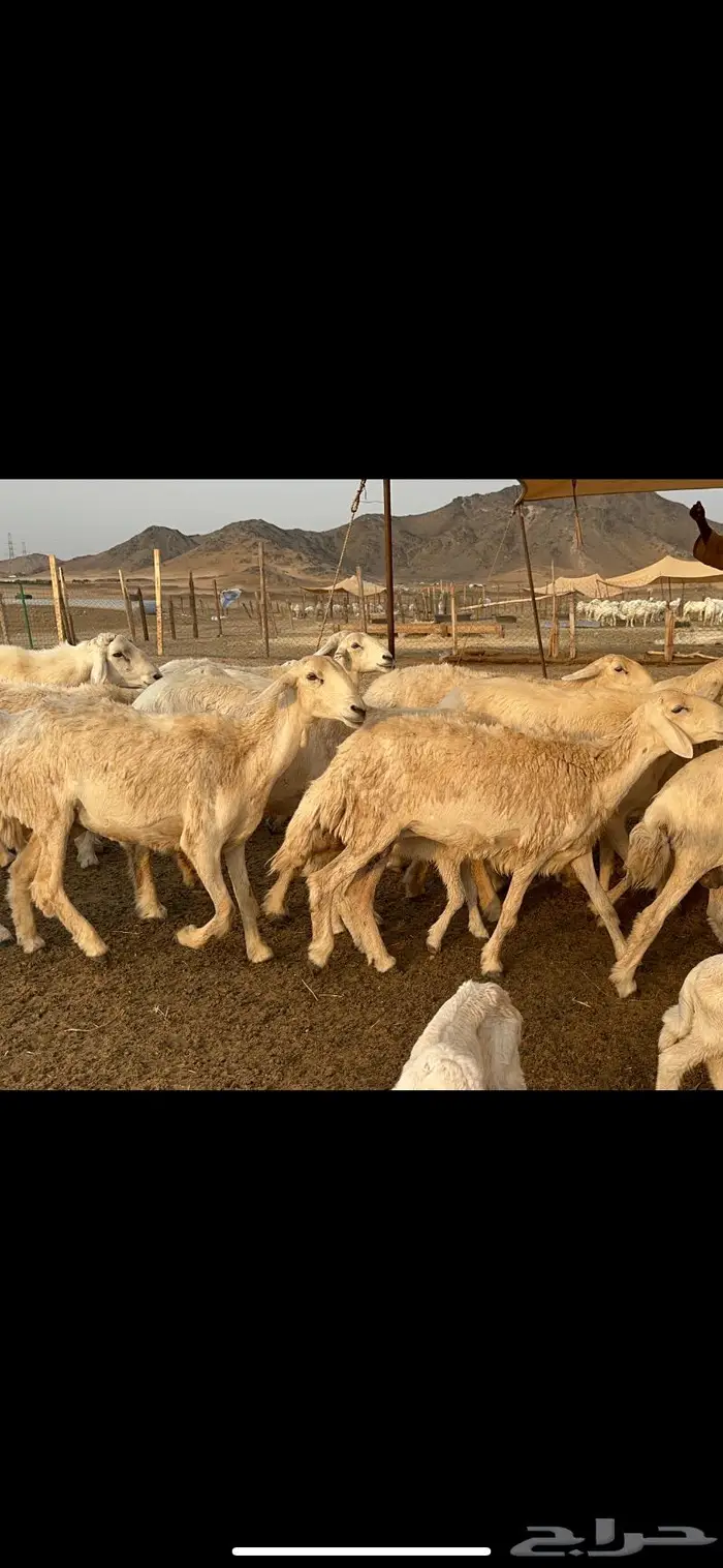 غنم خلفات صنف طيب 8