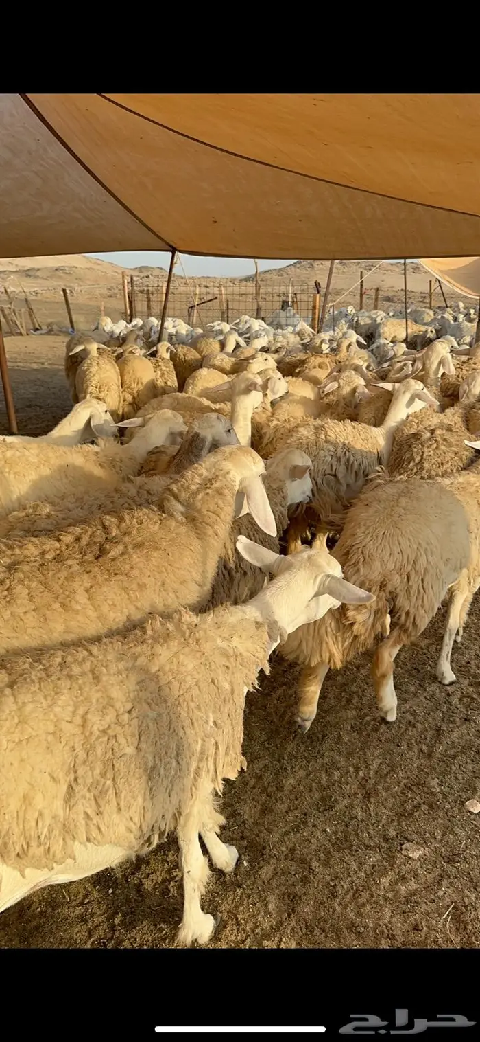 غنم رخال صنف نوادر مراح كفو 90 تحتها 3 بلفحل 1