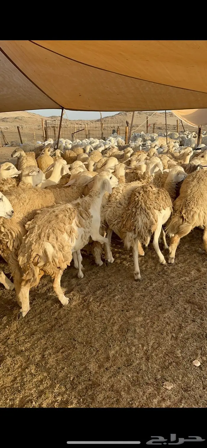 غنم رخال صنف نوادر مراح كفو 90 تحتها 3 بلفحل 9