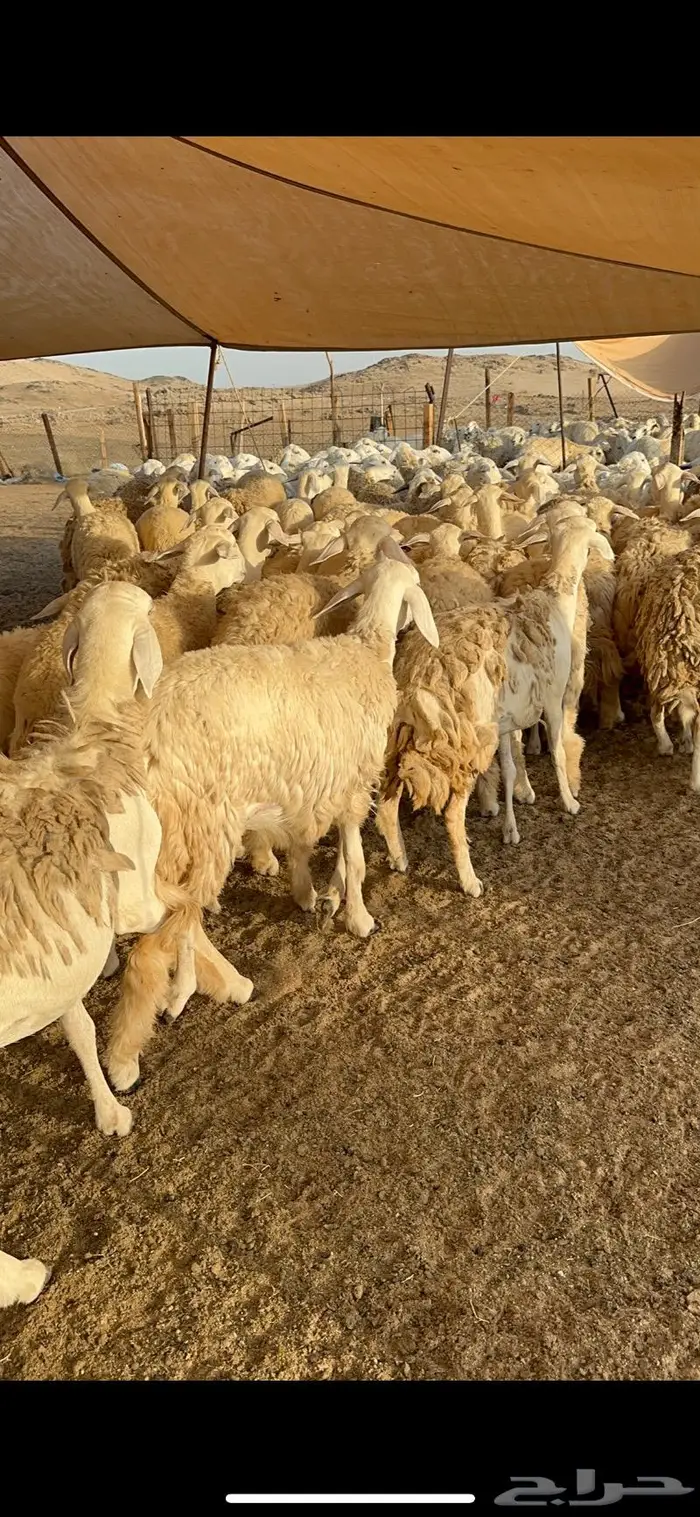 غنم رخال صنف نوادر مراح كفو 90 تحتها 3 بلفحل 10