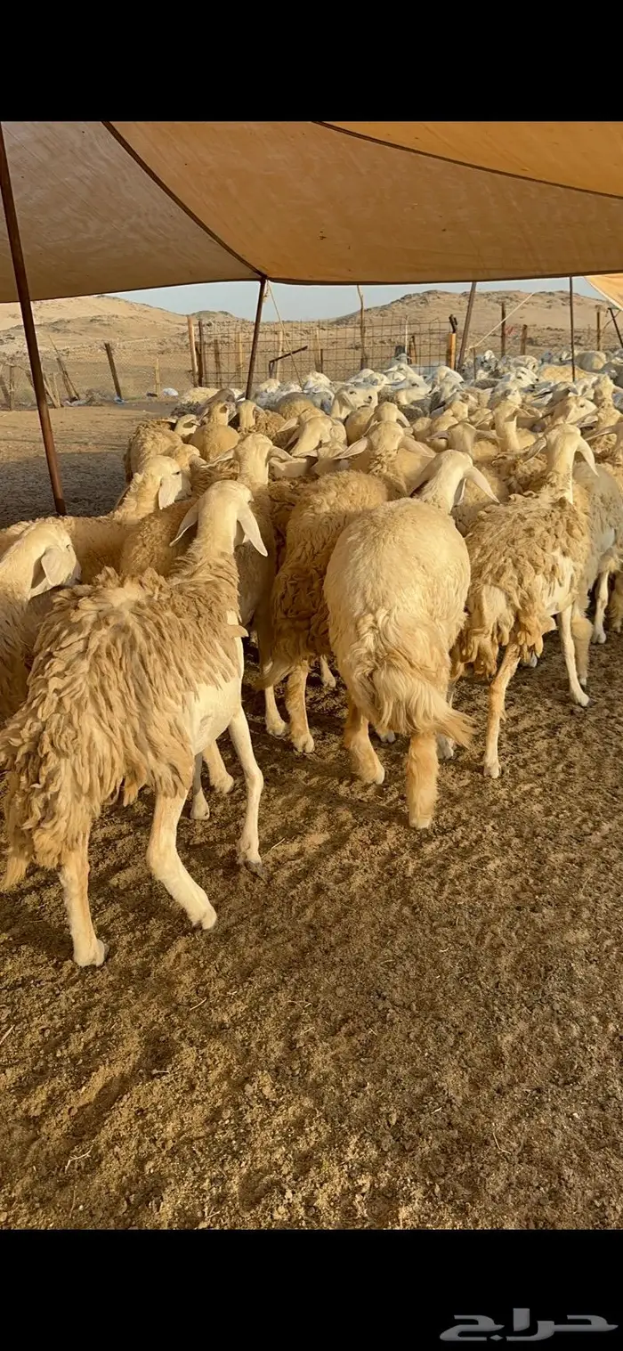 غنم رخال صنف نوادر مراح كفو 90 تحتها 3 بلفحل 11