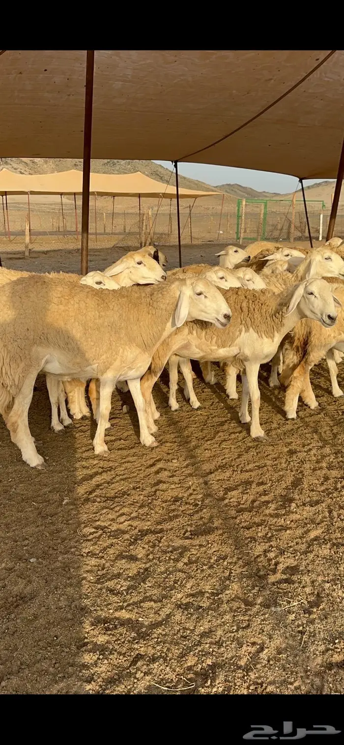 غنم رخال صنف نوادر مراح كفو 90 تحتها 3 بلفحل 12