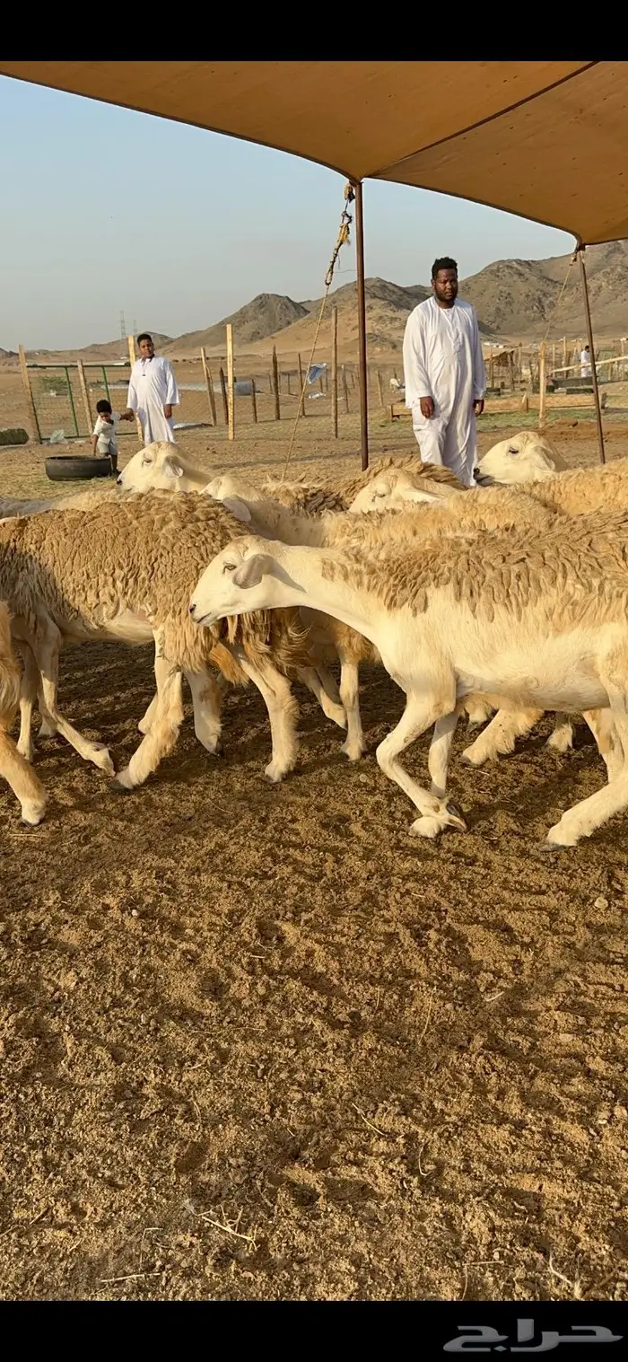 غنم رخال صنف نوادر مراح كفو 90 تحتها 3 بلفحل 13