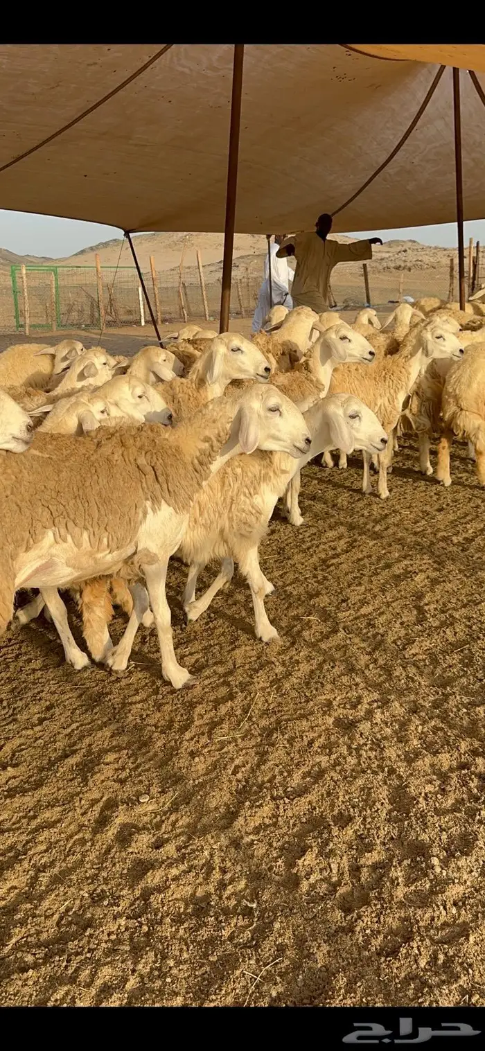 غنم رخال صنف نوادر مراح كفو 90 تحتها 3 بلفحل 14