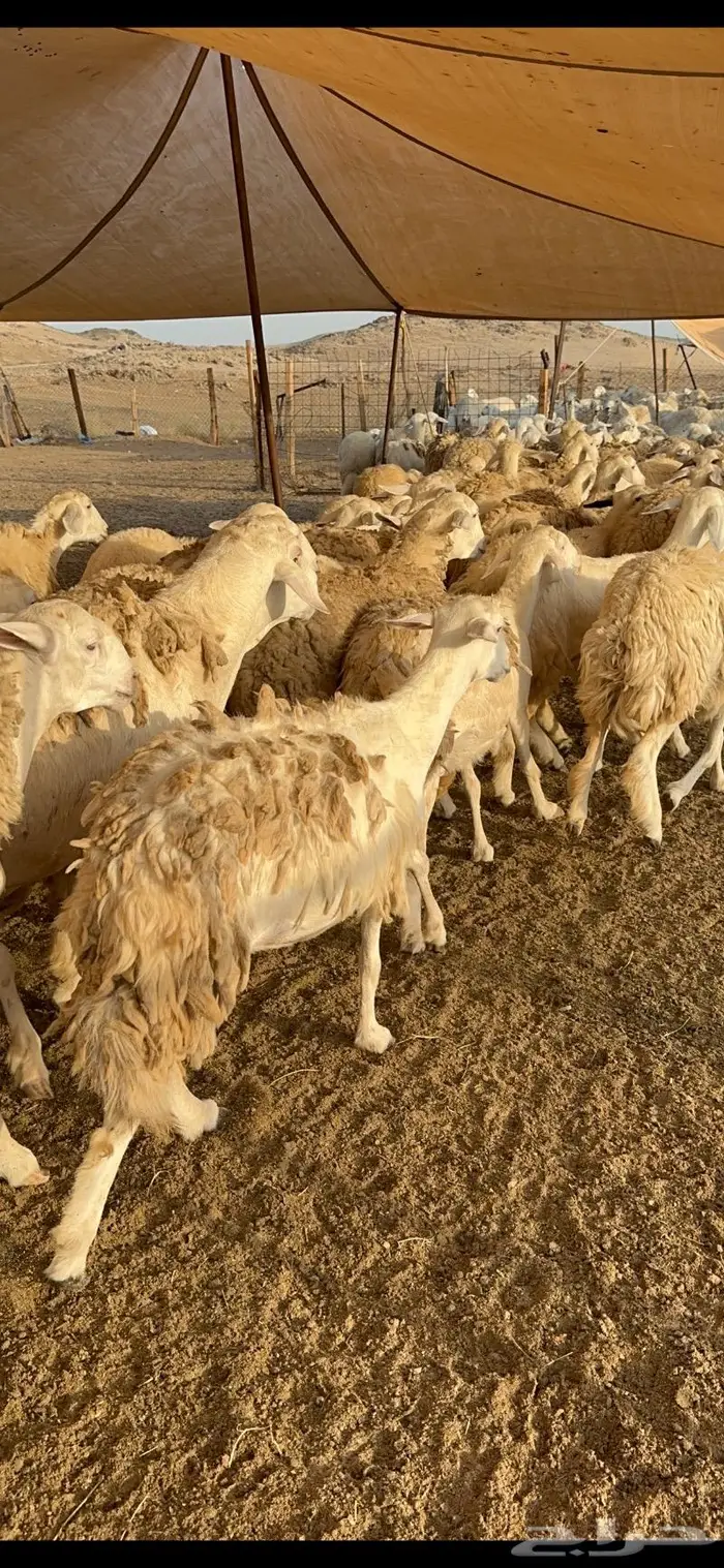 غنم رخال صنف نوادر مراح كفو 90 تحتها 3 بلفحل 15