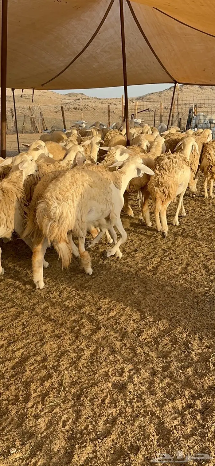 غنم رخال صنف نوادر مراح كفو 90 تحتها 3 بلفحل 16