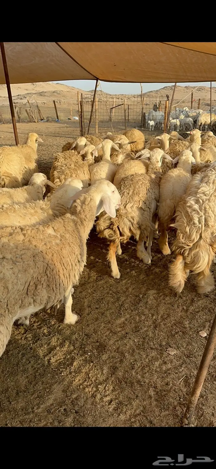 غنم رخال صنف نوادر مراح كفو 90 تحتها 3 بلفحل 2