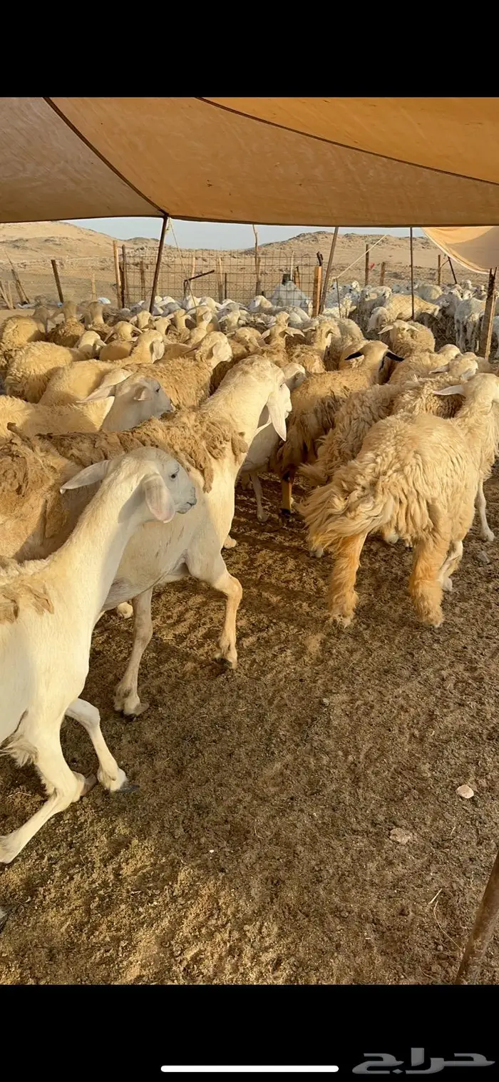 غنم رخال صنف نوادر مراح كفو 90 تحتها 3 بلفحل 3