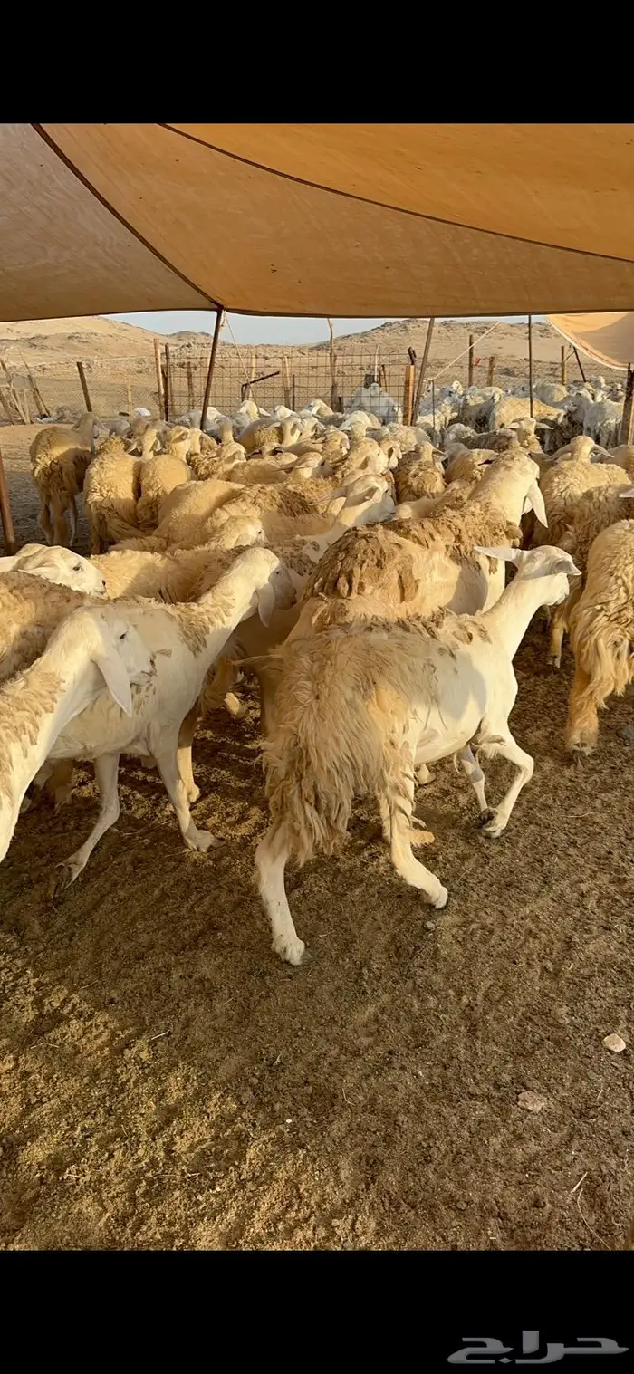 غنم رخال صنف نوادر مراح كفو 90 تحتها 3 بلفحل 4