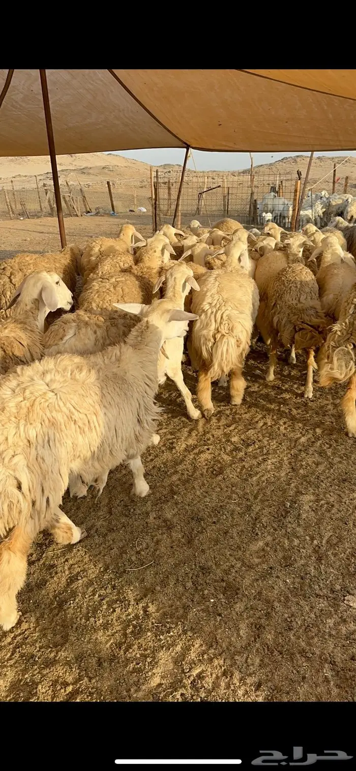 غنم رخال صنف نوادر مراح كفو 90 تحتها 3 بلفحل 5