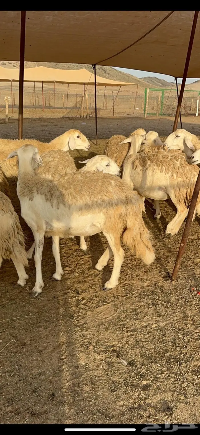 غنم رخال صنف نوادر مراح كفو 90 تحتها 3 بلفحل 7