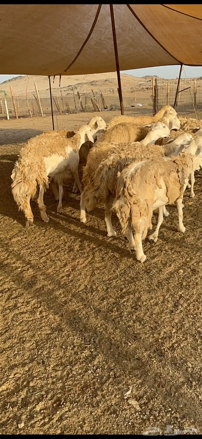 غنم رخال صنف نوادر مراح كفو 90 تحتها 3 بلفحل 8