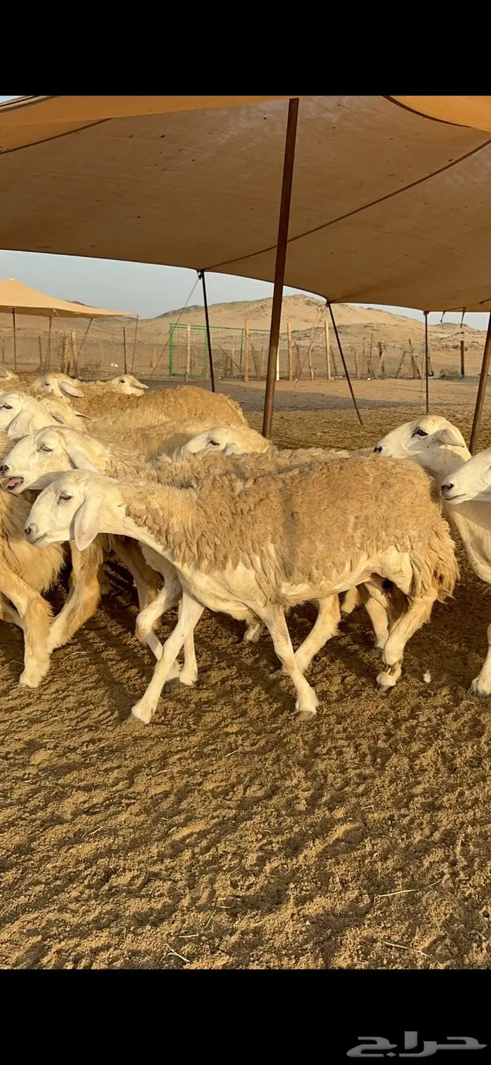 غنم رخال صنف نوادر مراح كفو 90 تحتها 3 بلفحل 26