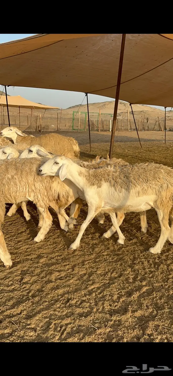 غنم رخال صنف نوادر مراح كفو 90 تحتها 3 بلفحل 27