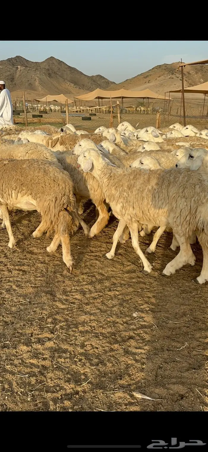 غنم رخال صنف نوادر مراح كفو 90 تحتها 3 بلفحل 29