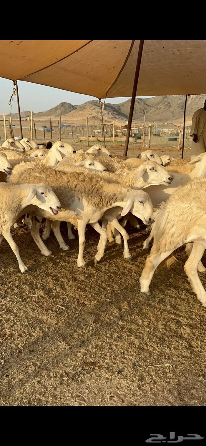 غنم رخال صنف نوادر مراح كفو 90 تحتها 3 بلفحل 28