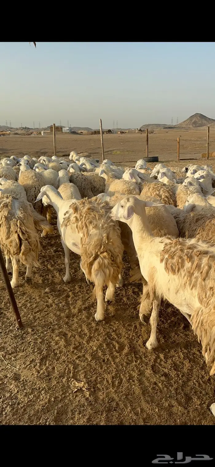 غنم رخال صنف نوادر مراح كفو 90 تحتها 3 بلفحل 17