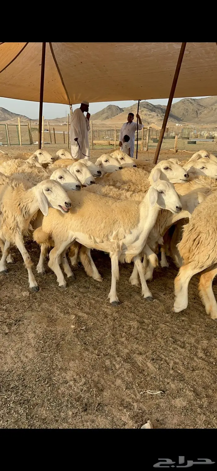 غنم رخال صنف نوادر مراح كفو 90 تحتها 3 بلفحل 19