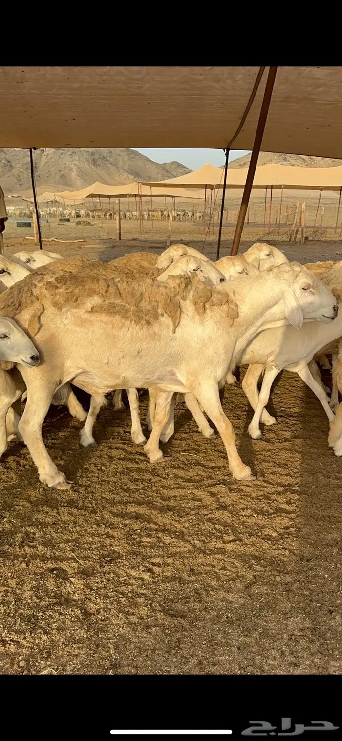 غنم رخال صنف نوادر مراح كفو 90 تحتها 3 بلفحل 21