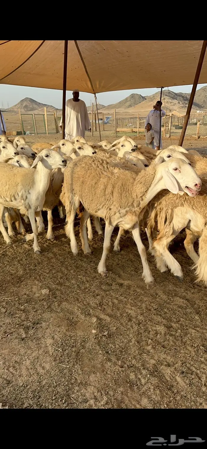 غنم رخال صنف نوادر مراح كفو 90 تحتها 3 بلفحل 20