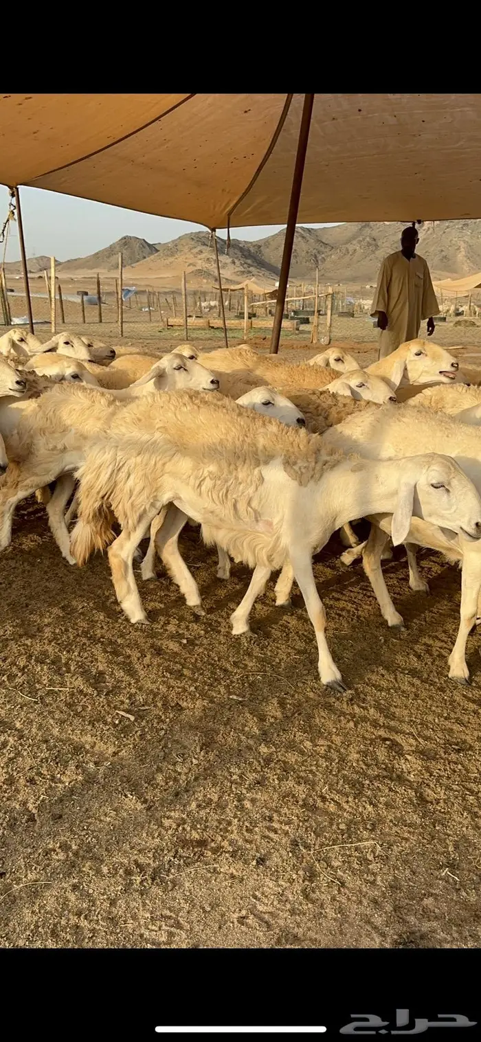 غنم رخال صنف نوادر مراح كفو 90 تحتها 3 بلفحل 22