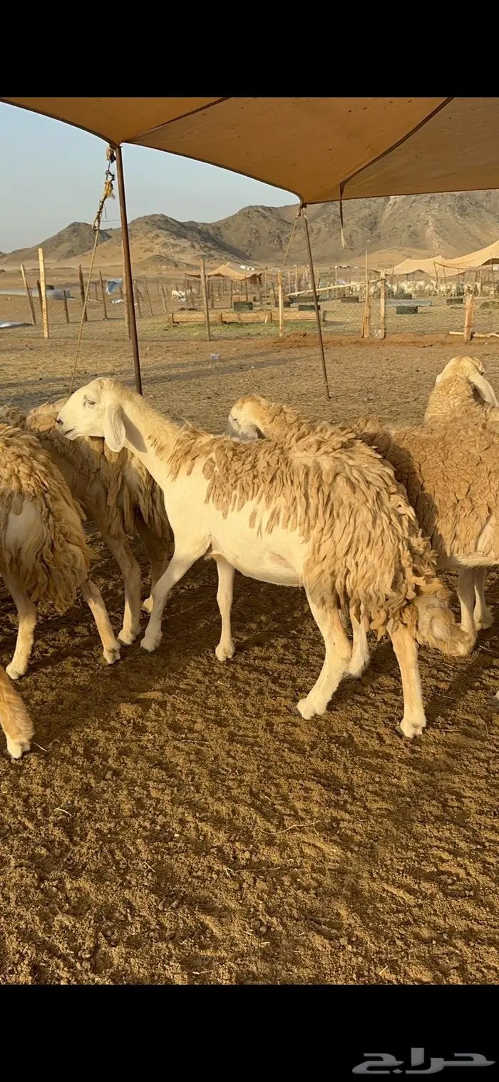 غنم رخال صنف نوادر مراح كفو 90 تحتها 3 بلفحل 23