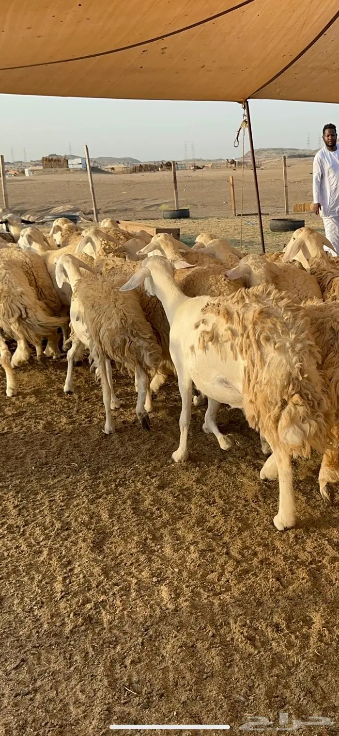 غنم رخال صنف نوادر مراح كفو 90 تحتها 3 بلفحل 24