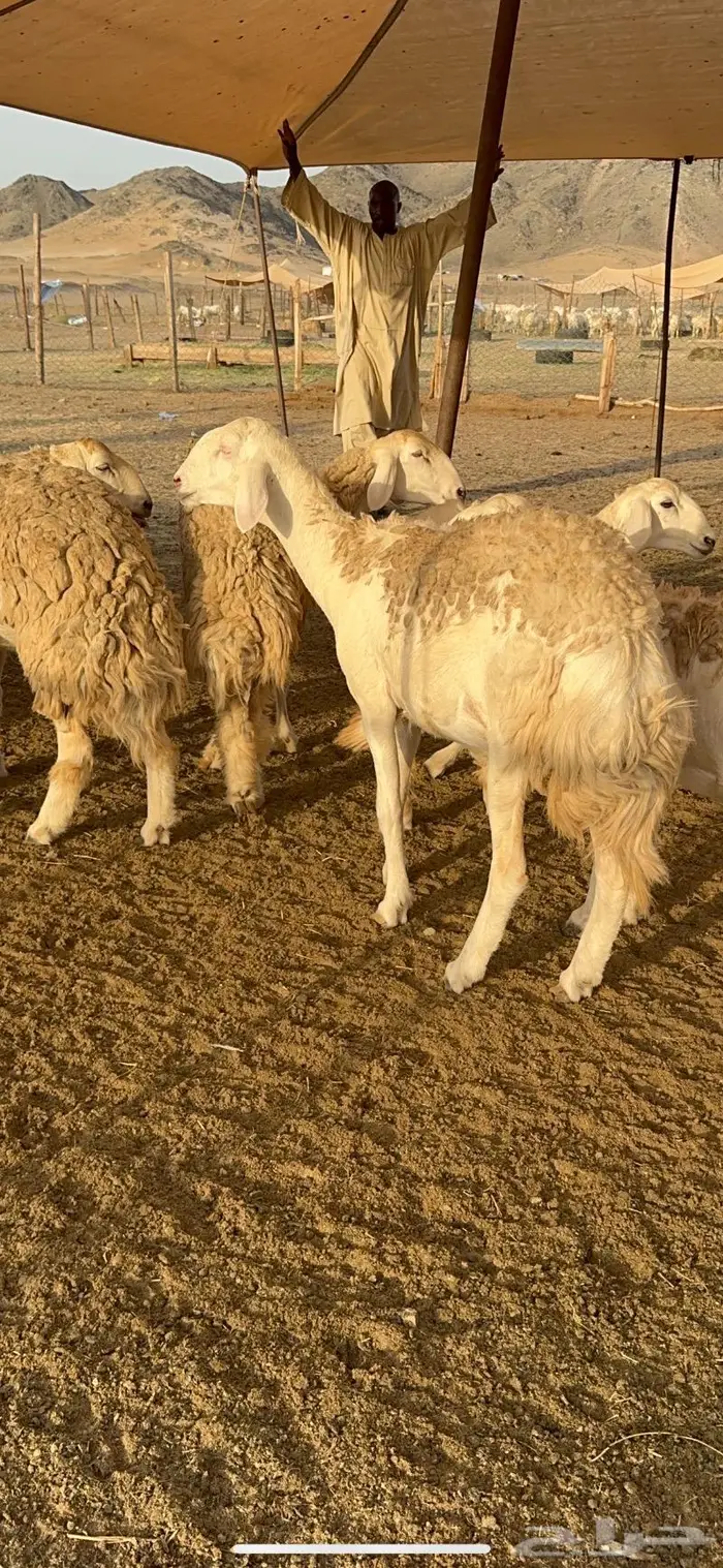 غنم رخال صنف نوادر مراح كفو 90 تحتها 3 بلفحل 25