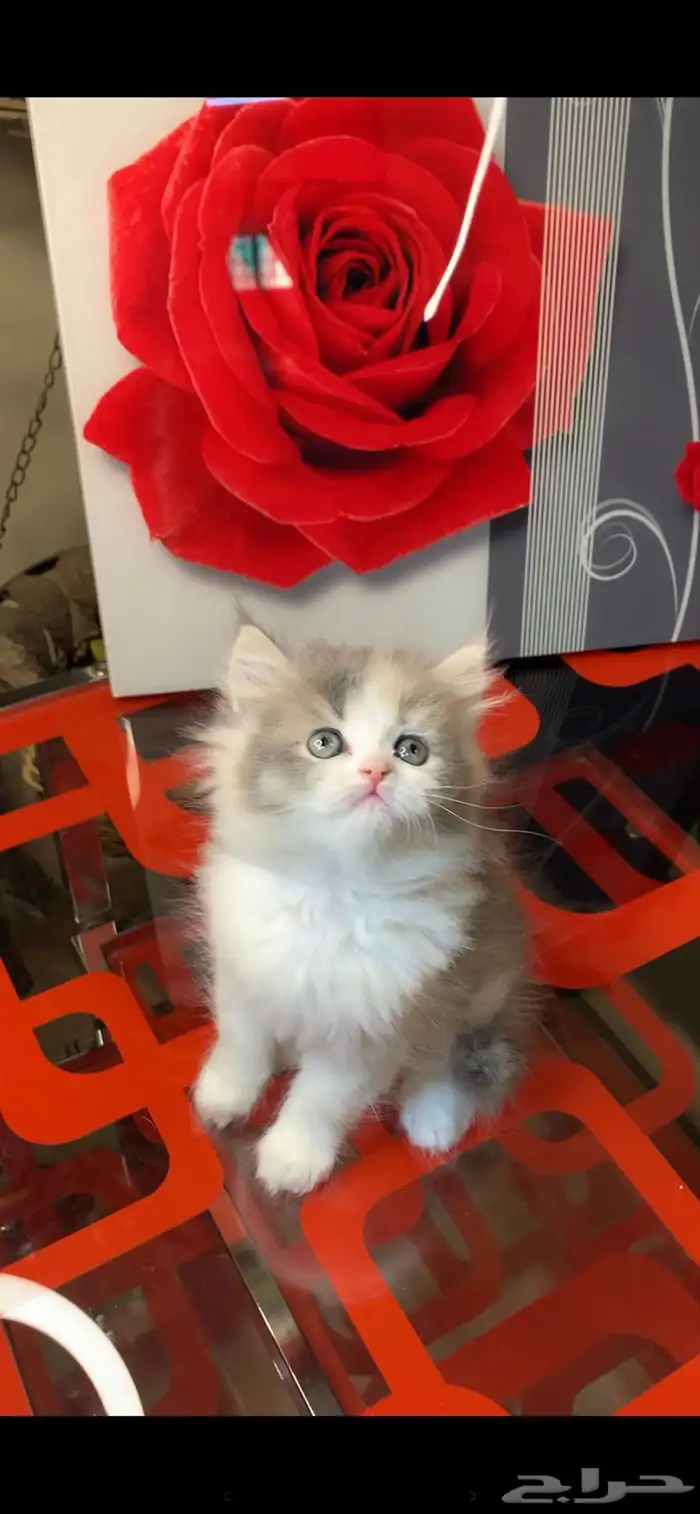 لوحات .. أشجار زينة .. لمبات اضاءة .. كماليات للبيع 17