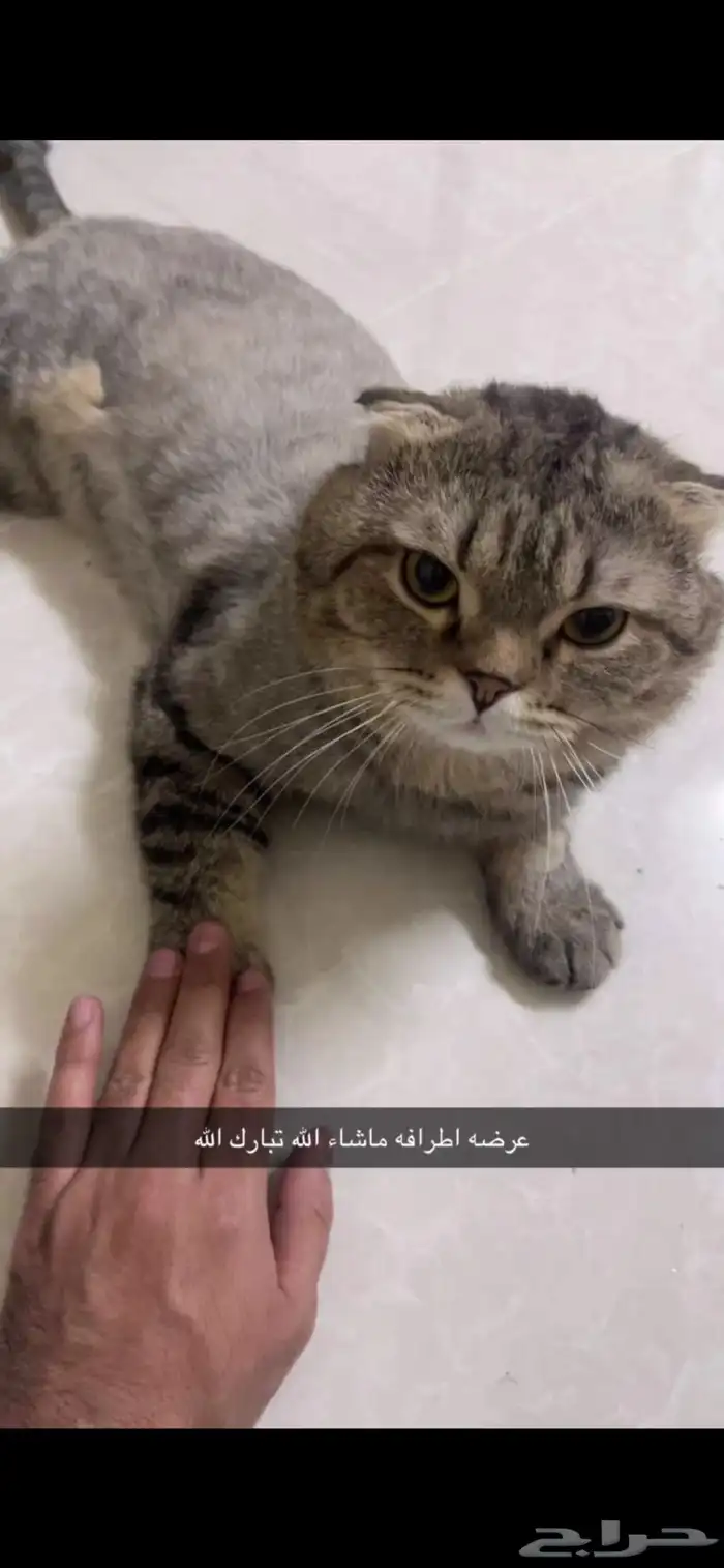 ذكر سكوتش فولد ضخم للتزاوج 4