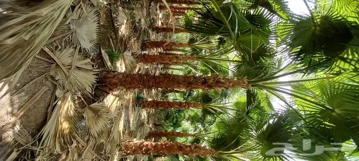 تكريب وتنظيف وتسميد النخيل 8