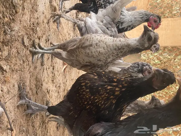 دجاج فصايل مختلفه باكستاني وحباحب عربي وبلدي جامبو 9