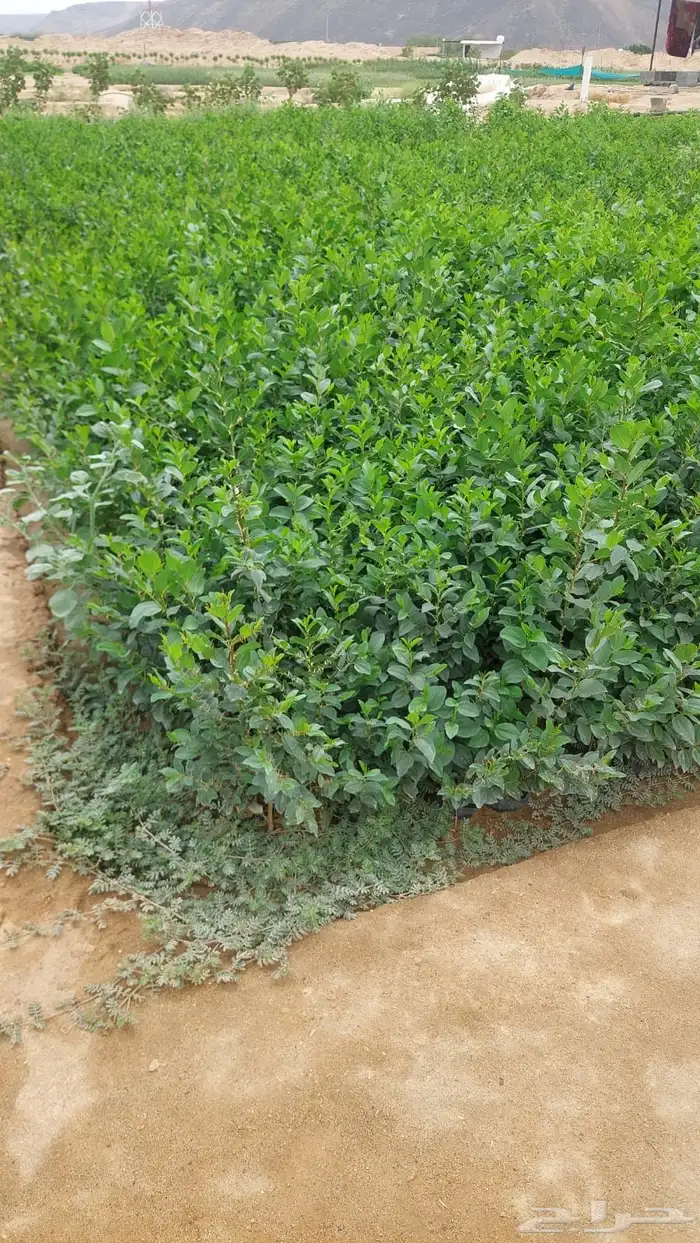 للبيع شتلات اكياس بالجمله فقط 14