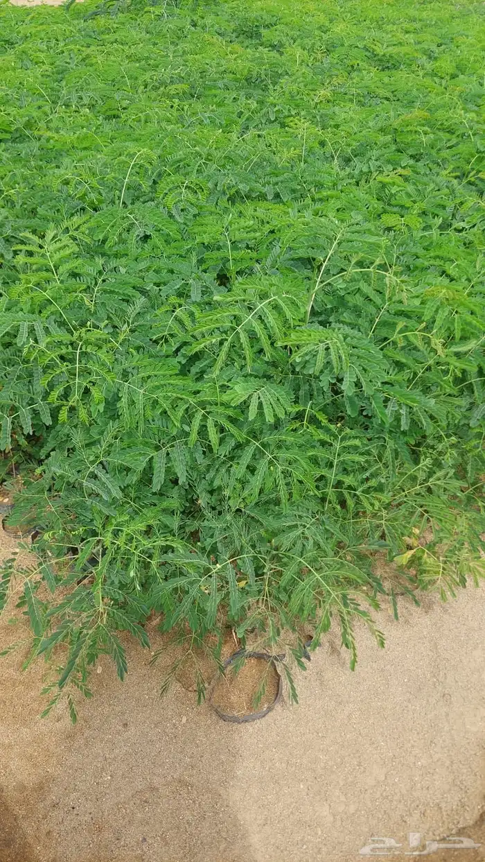 للبيع شتلات اكياس بالجمله فقط 21