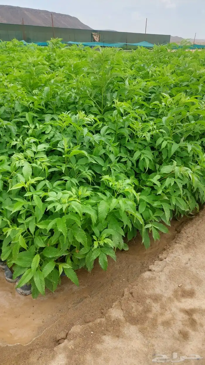 للبيع شتلات اكياس بالجمله فقط 8