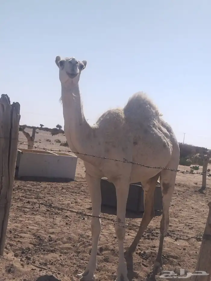 بكره لحالها 0