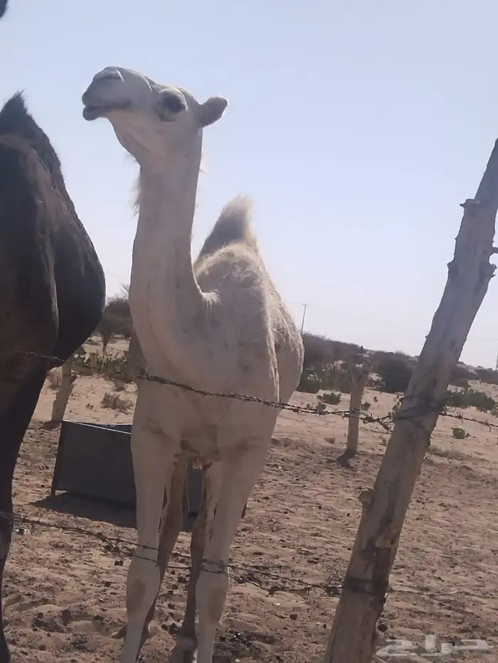 بكره لحالها 1