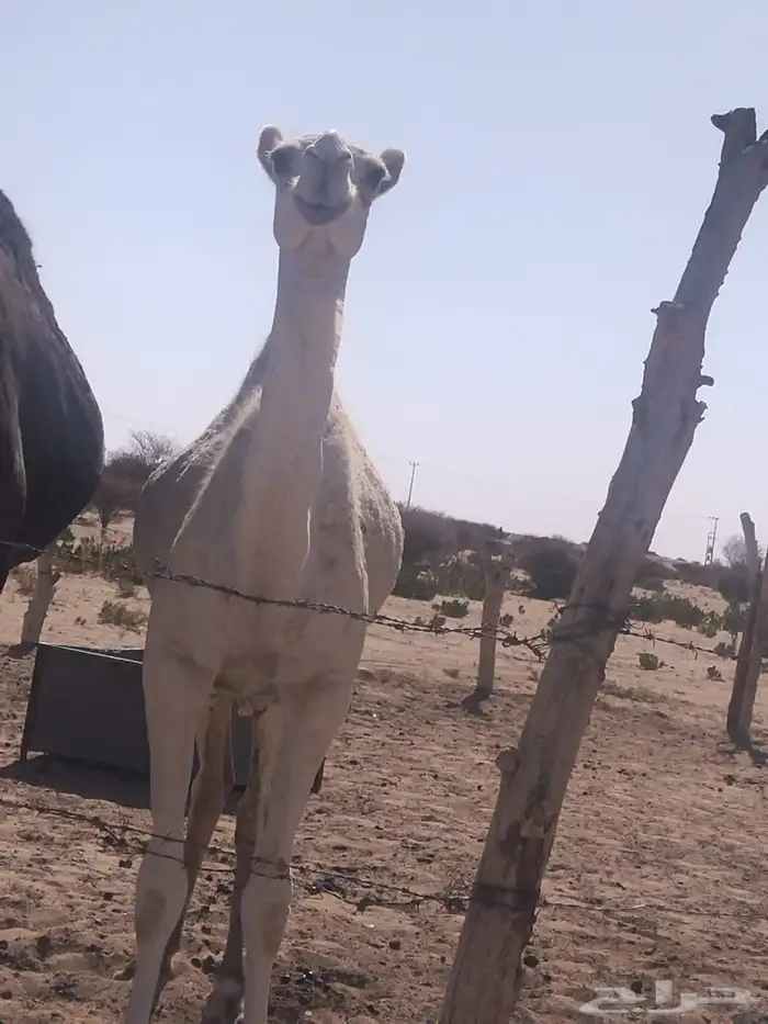 بكره لحالها 2