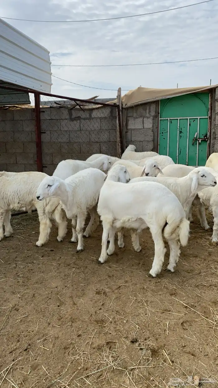 خرفان - تيوس - و سواكن مربى على الشرط 3